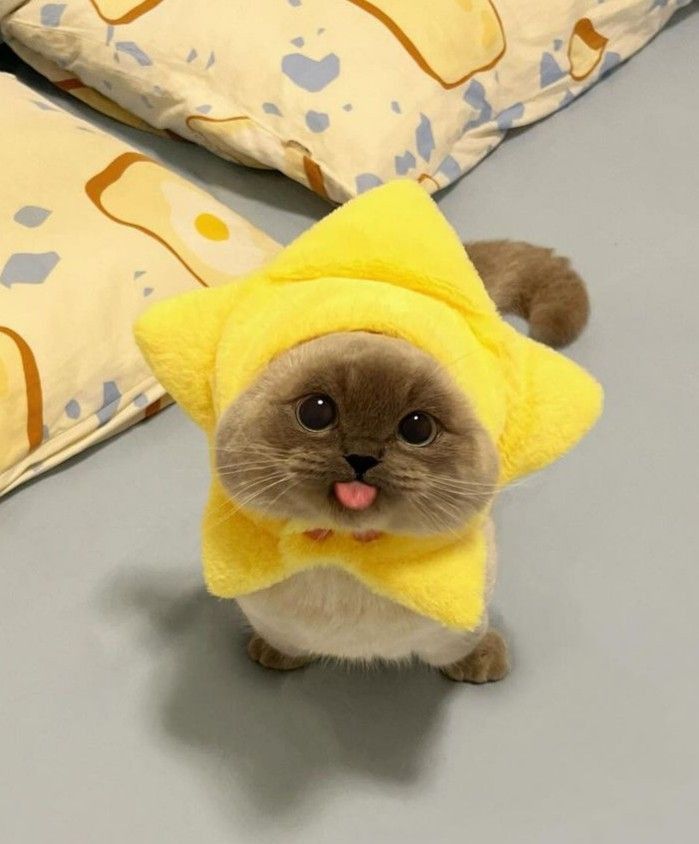 The Pets 𝕏 tweet media