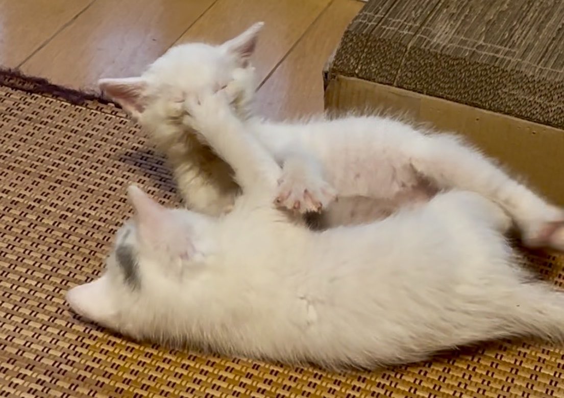 wt_jun's tweet photo. めっちゃ元気です猫 https://t.co/oWxIBgrNmn