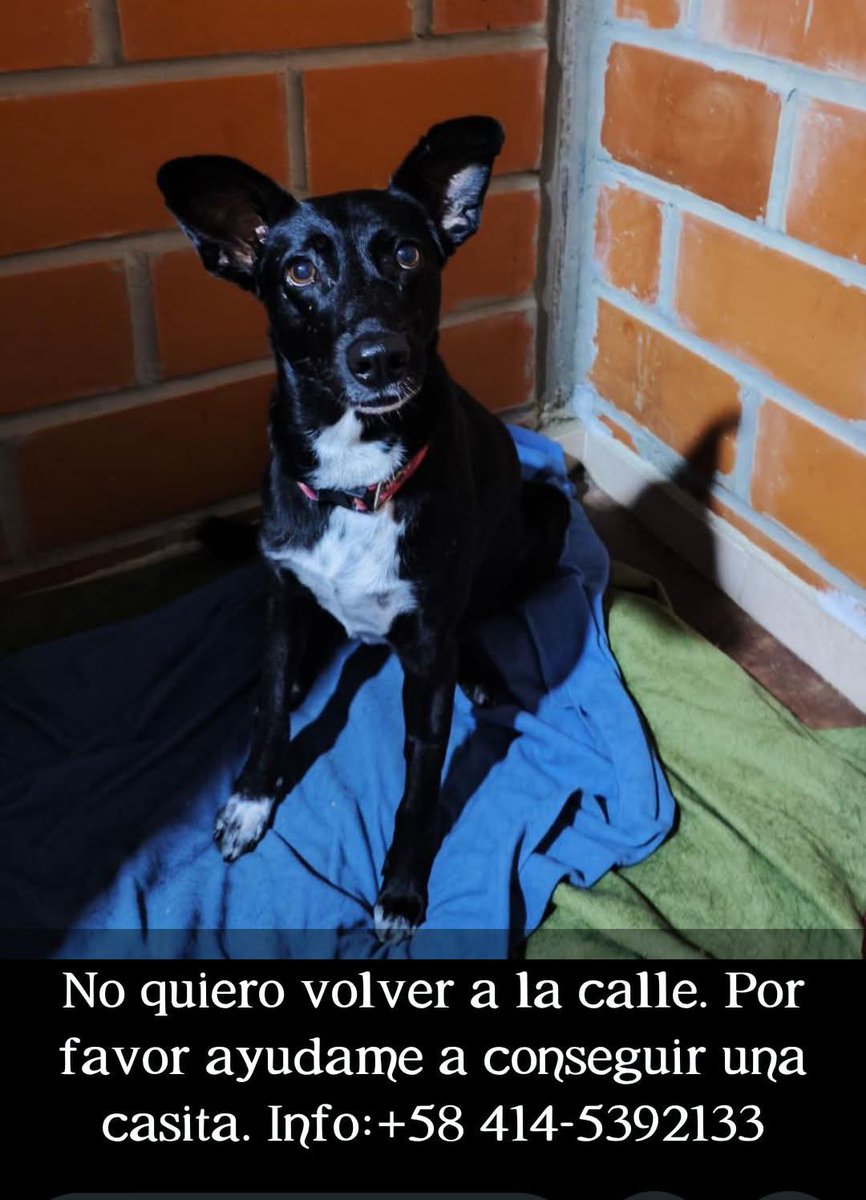 PerroUsuario Wof '•' tweet media
