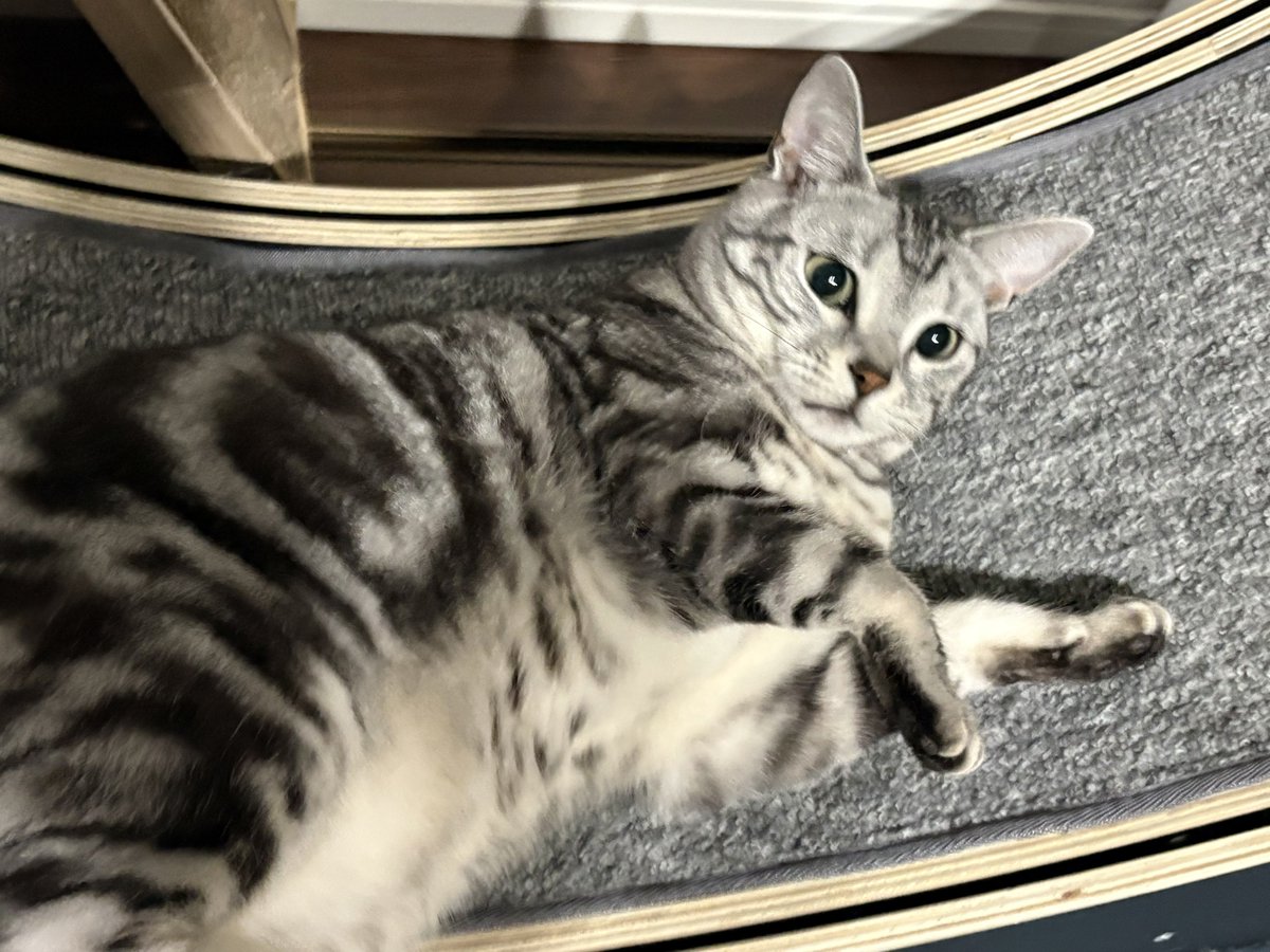 オンノヅキ🐱🐱 tweet media