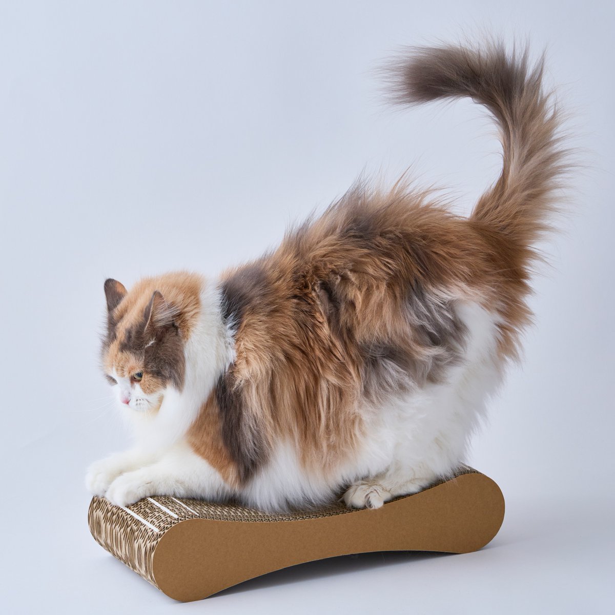 nyansinc's tweet photo. 爪切りのたびに暴れる猫、もう限界じゃないですか？

【つめまる】なら研ぐだけで爪が自然と丸くなる。
研ぎカスも出にくく、掃除も楽。

木製やすり搭載の新発想の爪とぎ。
累計約10万匹が愛用、獣医師も推薦。

▼ 詳しくはこちら