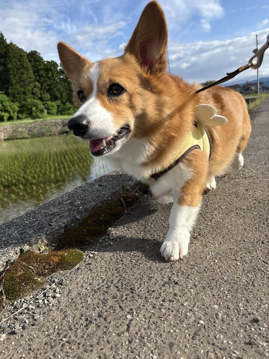 オハナ (@ohana_corgi) / Posts / X