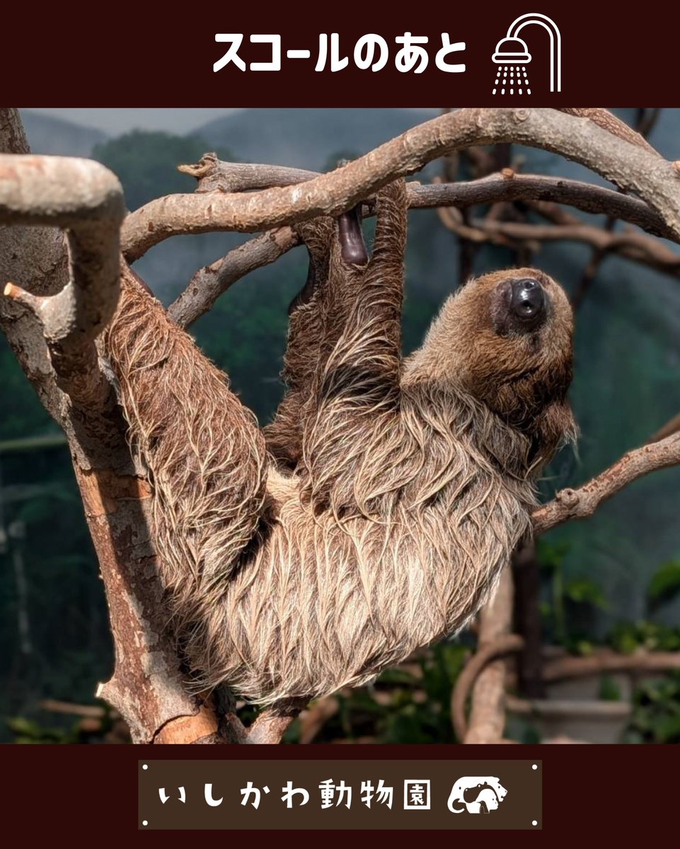 ナマケモノ研究所(The sloth research center)🦥 (@sametyphoon
