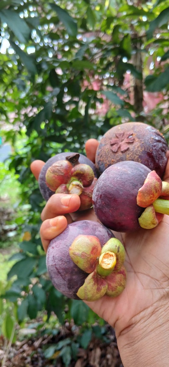 Stunningnatures's tweet photo. #mangosteen https://t.co/cmGfJS8Ehl