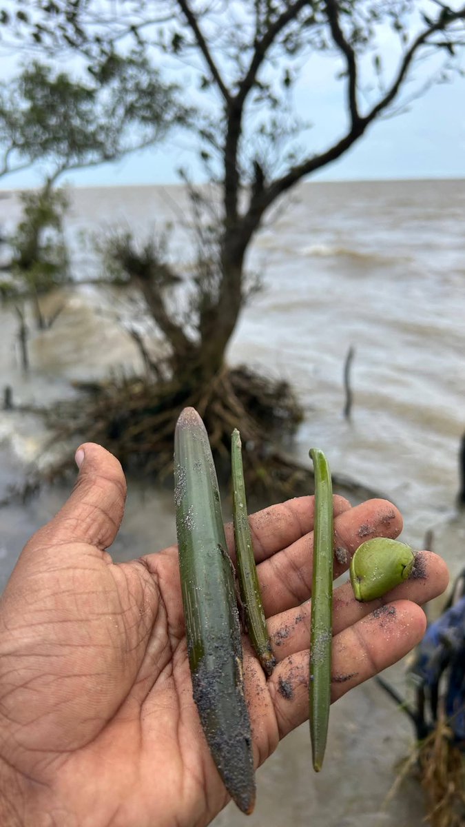 SoumyaMarineWL's tweet photo. India’s eastern coastline is increasingly standing at the frontline of climate vulnerability — facing cyclones, coastal erosion, salinity intrusion, and ecological degradation. 🌊

As coastal communities, we carry a long-term vision of restoring One Million Mangroves by 2030 to strengthen natural coastal buffers, biodiversity security, and climate resilience through community-led action. 🌱l

Building stronger global collaborations, climate partnerships, responsible investments, and nature-focused support systems can help scale lasting impact across vulnerable coastal landscapes.

#MillionMangroves2030 #MangroveRestoration #ClimateResilience #BlueCarbon #NatureBasedSolutions #CoastalLeadership #CommunityDriven #ClimatePartnership #CSRForNature #RestoreEcosystems