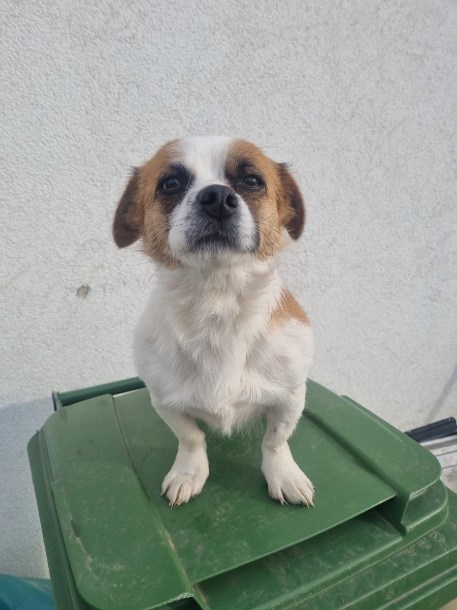 ZcecaSvetlana's tweet photo. E, sad, jos jedno kuce luce😉💕🍀Mimi, pronadjena na deponiji, sterilisana, vakcinisana, oko 2ipo godine, teska oko 6-7 kg, dobre naravi. Boravi u stacionaru sa dosta pasa jer je nemamo gde🥺U Beogradu je. Ako neko pozeli za bff, prevoz obezbedjen, samo pozovite na ☎️ 062201320 https://t.co/PUzB2l4jKU