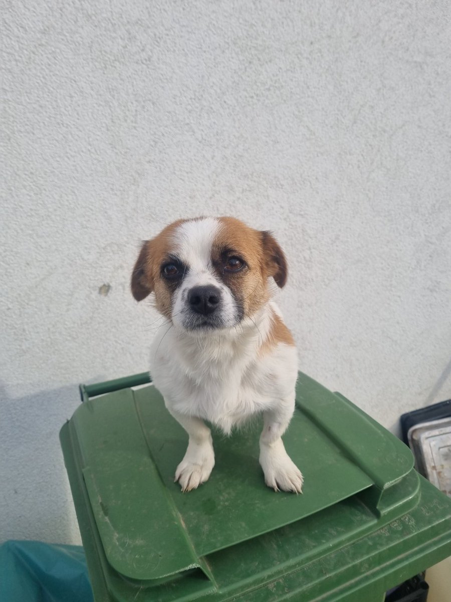 ZcecaSvetlana's tweet photo. E, sad, jos jedno kuce luce😉💕🍀Mimi, pronadjena na deponiji, sterilisana, vakcinisana, oko 2ipo godine, teska oko 6-7 kg, dobre naravi. Boravi u stacionaru sa dosta pasa jer je nemamo gde🥺U Beogradu je. Ako neko pozeli za bff, prevoz obezbedjen, samo pozovite na ☎️ 062201320 https://t.co/PUzB2l4jKU