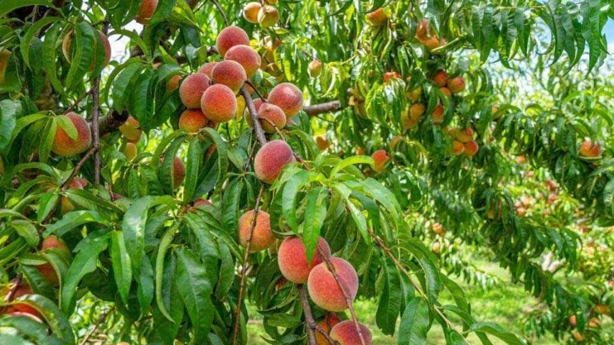 Cooperativas Agro-alimentarias de Andalucía tweet media