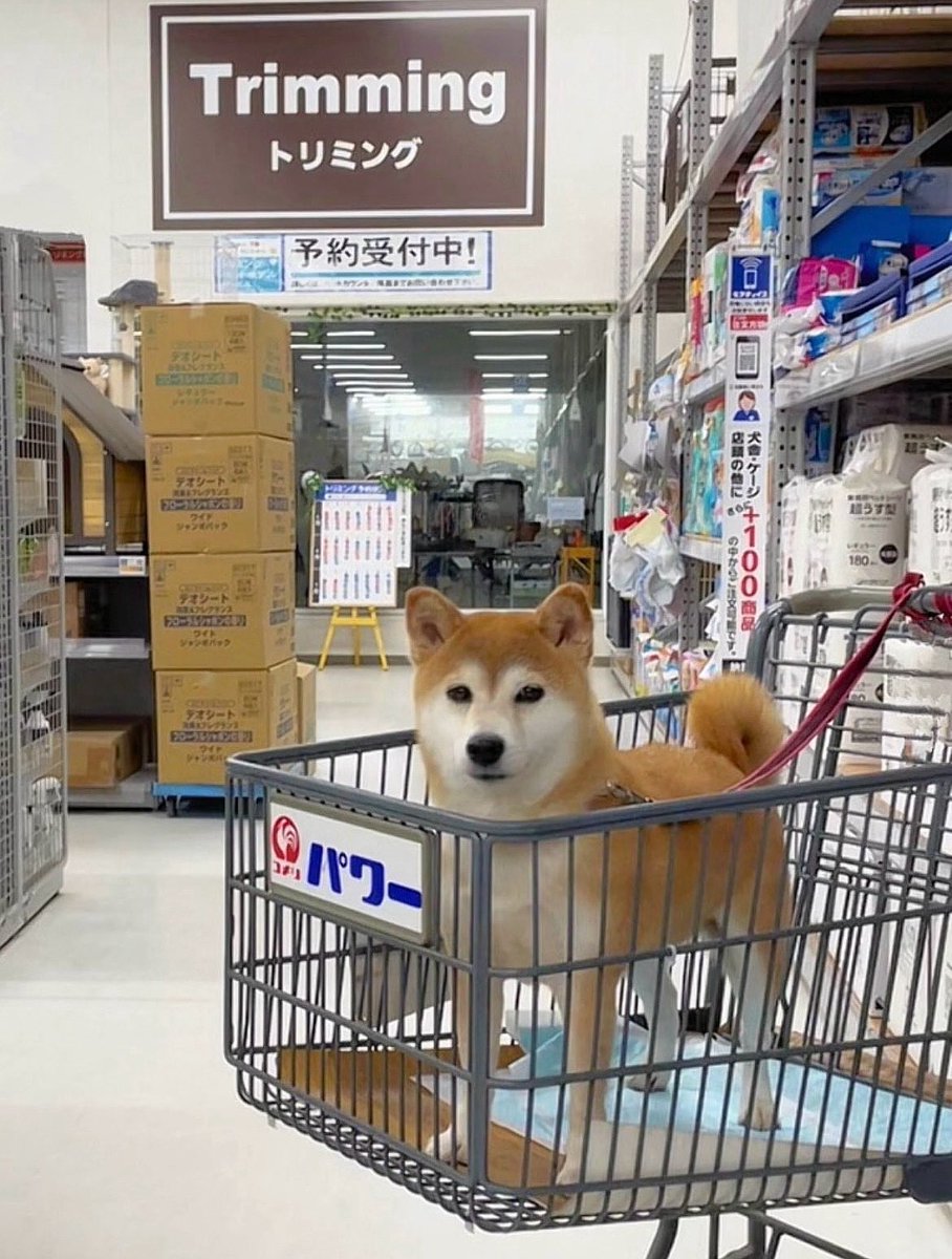 柴犬·͜·♡もも tweet media