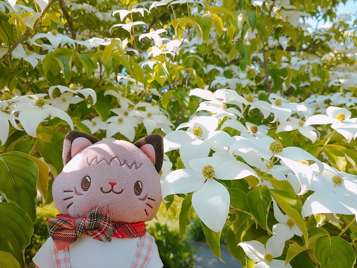 めんこ♡ヤマボウシの花が素敵な付け下げ訪問着H104㎝位の方にお勧め1F棚 お花散歩にゃんズ😺😼 ヤマボウシ、昼咲月見草