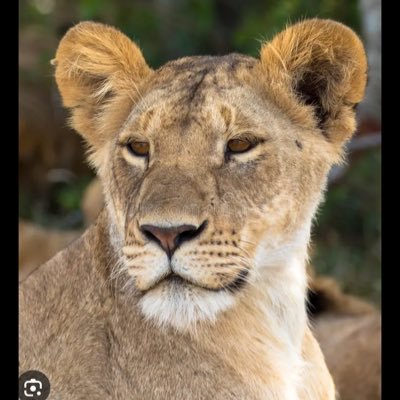 Lion tweet media