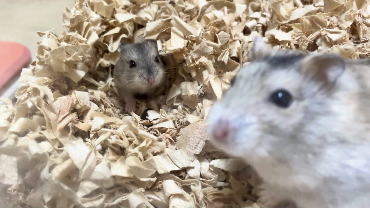 hamsterhamste's tweet photo. 母と子 https://t.co/5zY21gFKjV