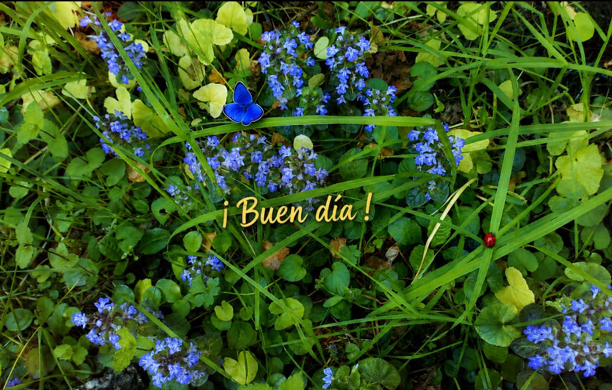 Mariposazul tweet media