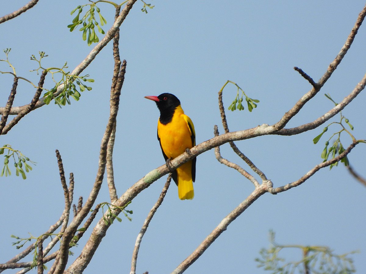 WouterFMD's tweet photo. Vandaag het neefje van eentje die we nú regelmatig horen, maar zien is een ander paar mouwen, nl. de zwartkopwielewaal in Sri Lanka. Ze behoren tot de familie van de vijgvogels, naar het schijnt… https://t.co/rVJGW5rgQN