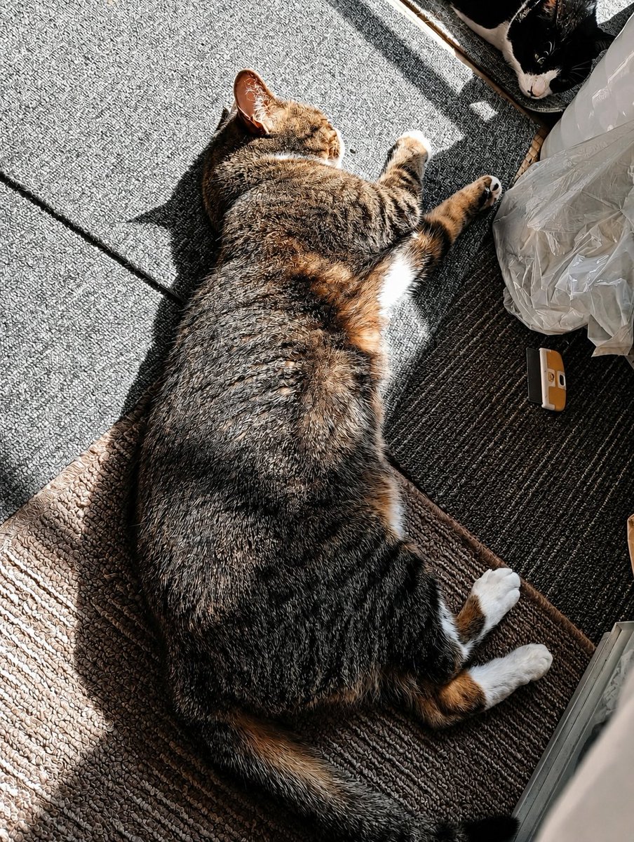 しお@猫好き CAT LOVE🐾👣⸒⸒ tweet media