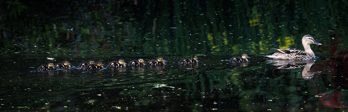 Cosimoss's tweet photo. Nature's special moments - "The Train" https://t.co/LMXfeISgRt