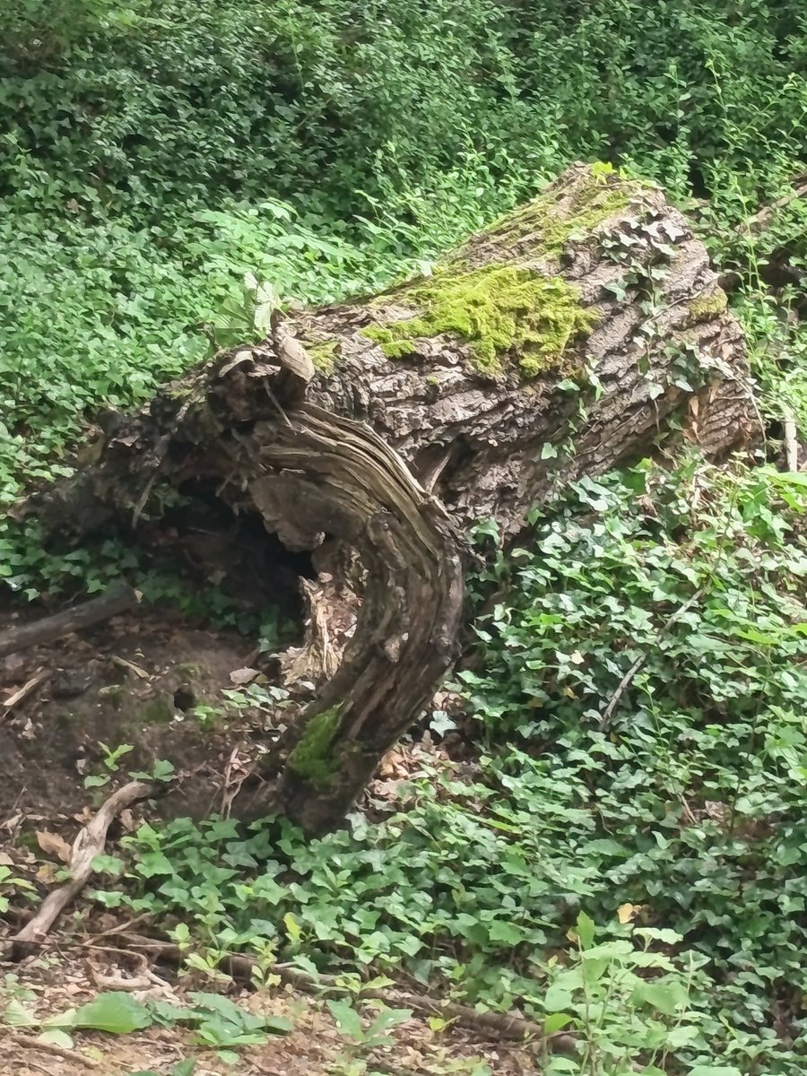 Jonathan021986's tweet photo. Balade dans la nature dénivelé+1250 sur le chemin me parler pas des descentes une catastrophe avec ma patte folle 😅 #nature #ressource https://t.co/ZQSCTPS1QA