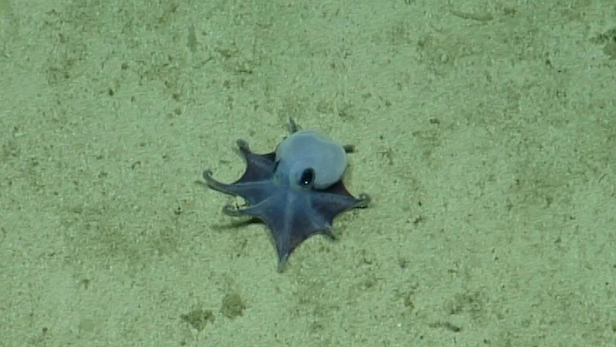 ガラパゴス深海でゴルフボール大の青い新種タコ発見