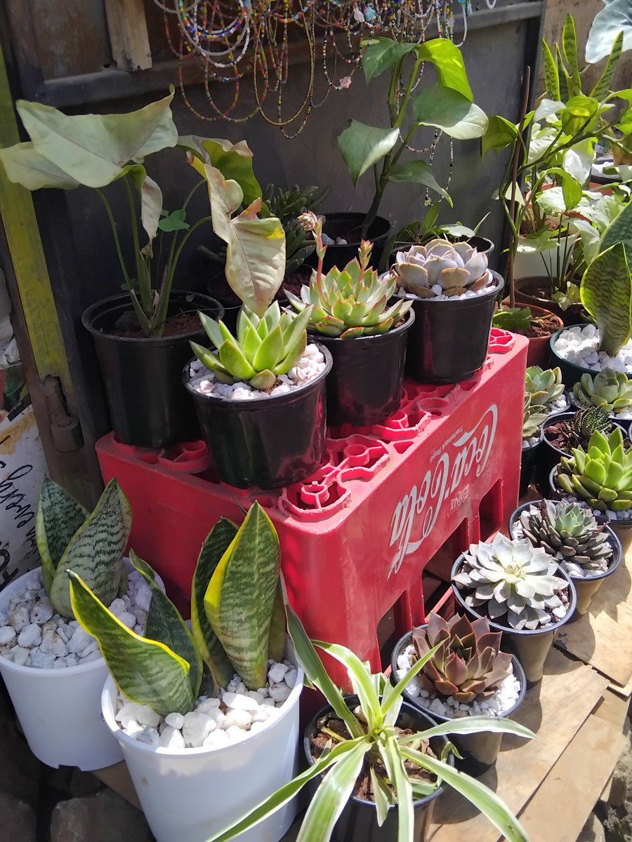Everything Plants 🪴 tweet media