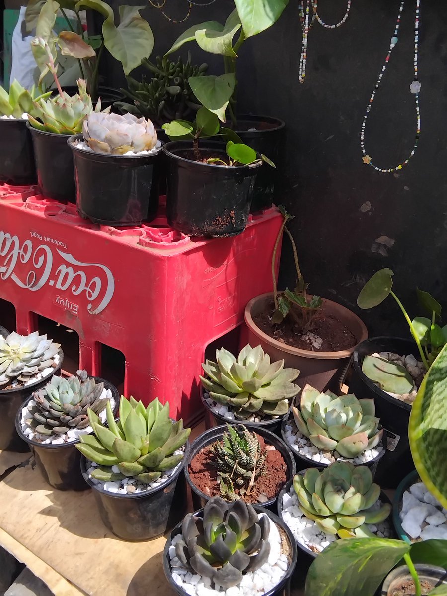 Everything Plants 🪴 tweet media