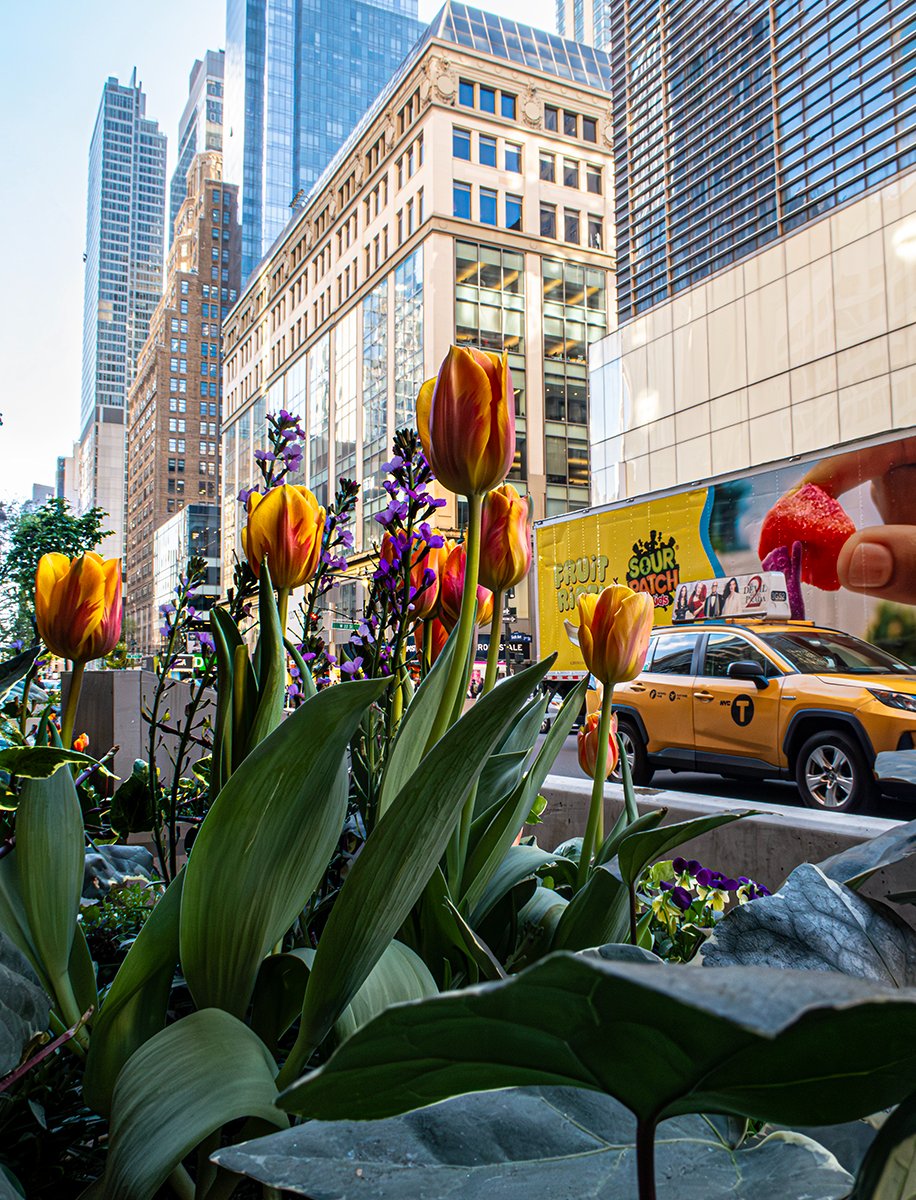 db_images's tweet photo. Tulips in the Big Apple.
#newyork #newyorkcity #newyorkcitylife #flora #bigapple #usa #travel #street #streetphotography https://t.co/7VprLTV0ke