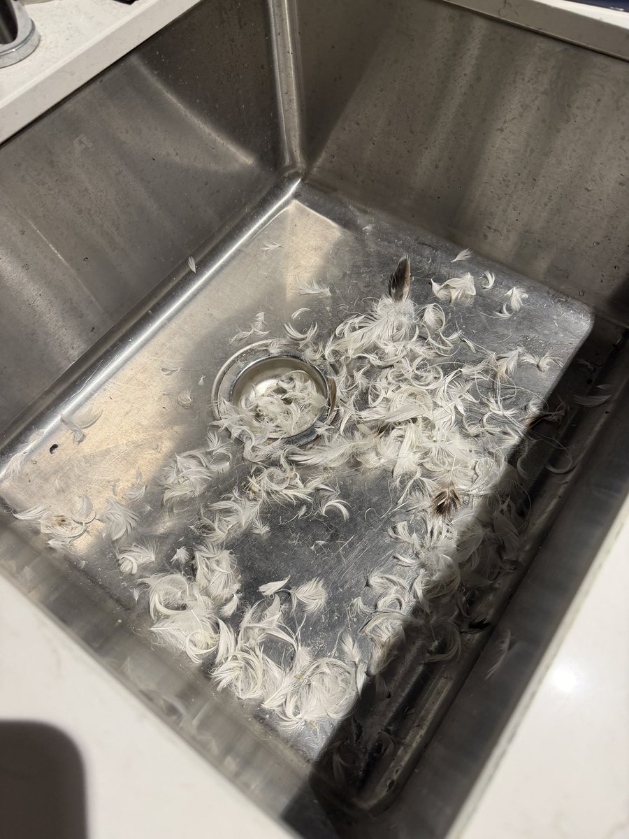Dusty Pee tweet media