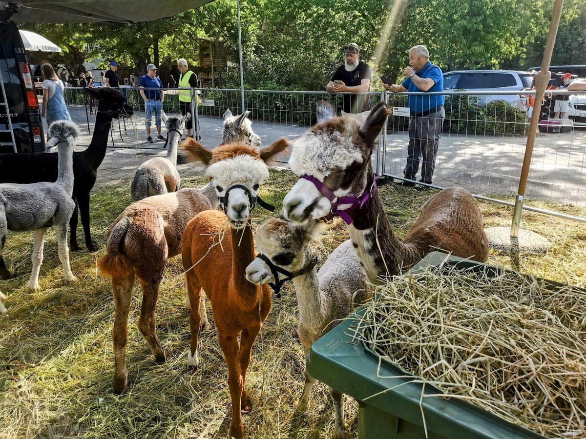 BStocker1964's tweet photo. Was haben Alpakas und krähende Güggel gemeinsam? Hier stehts:
https://t.co/T8xyF2kVB2 #alpaca #schmalenhof https://t.co/YRyI4Pzl7p