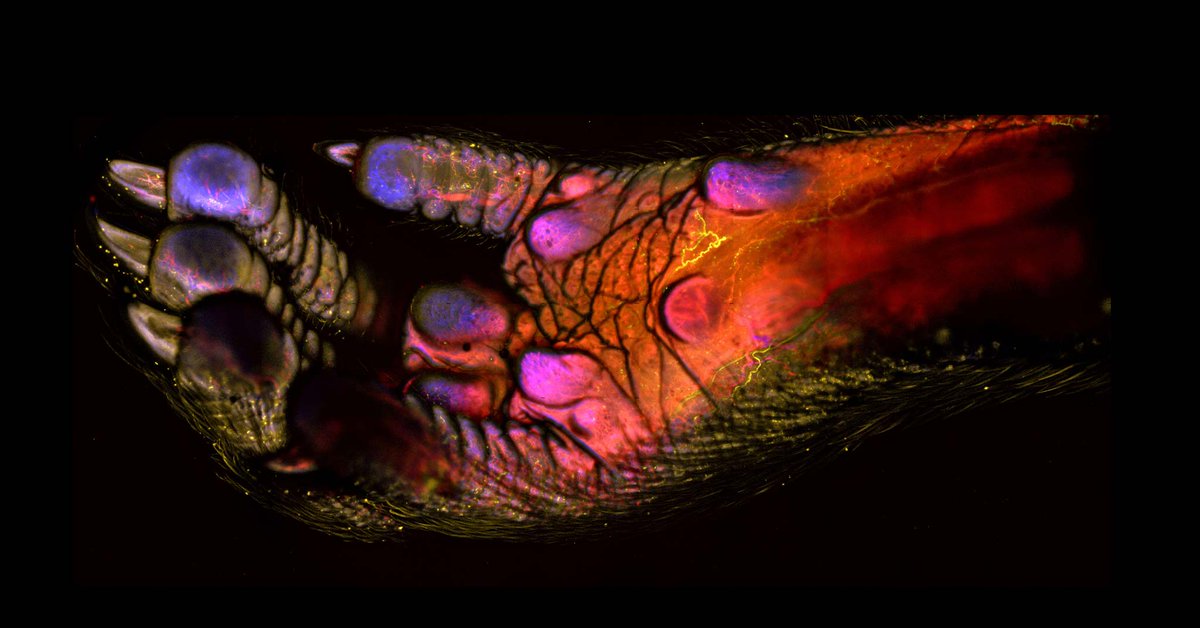 Nikon Small World tweet media