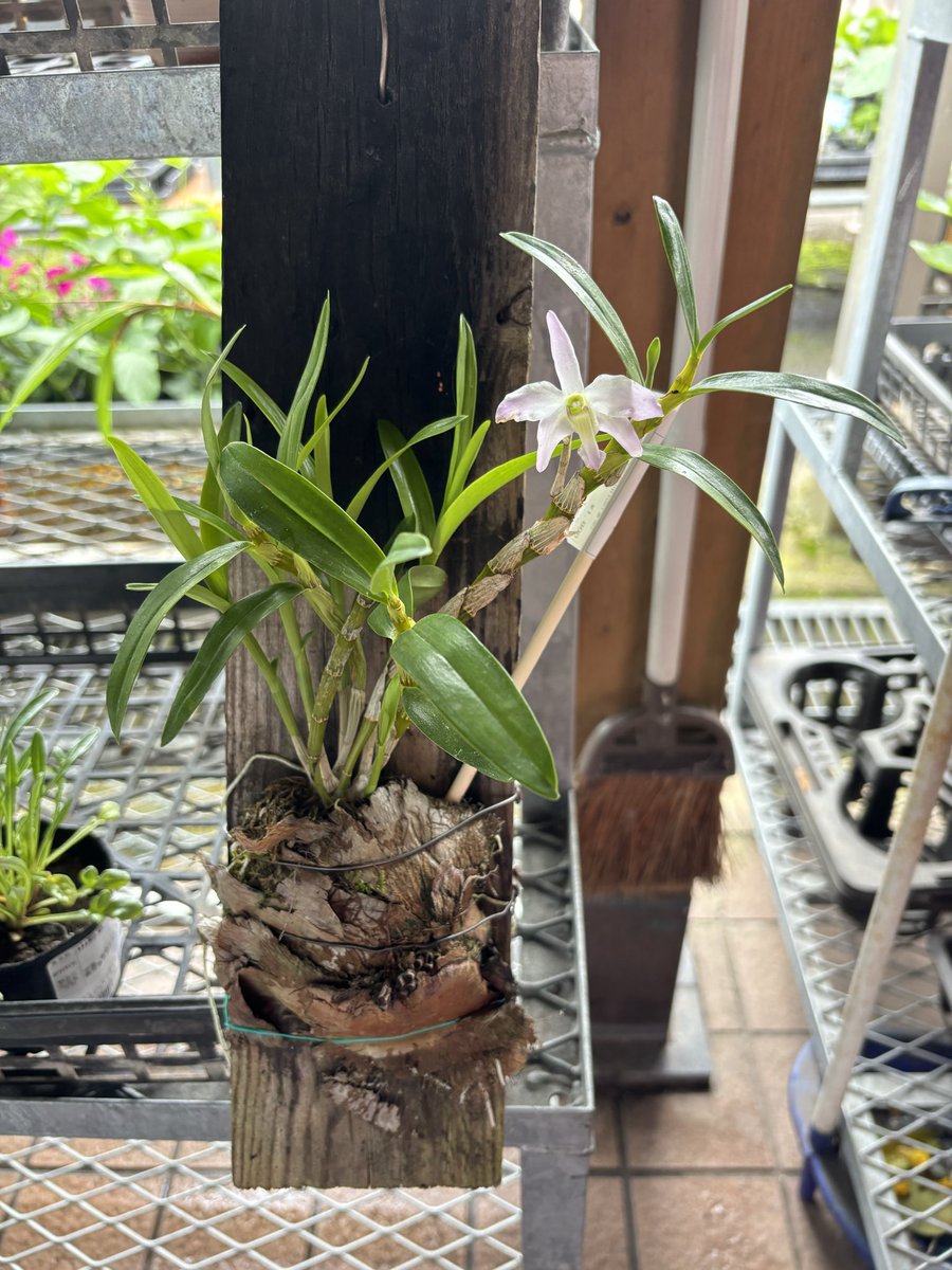bourgeon29's tweet photo. いつも行く道の駅でみたセッコク板付。水苔をビカクの貯水葉で覆ってるの斬新。適度な保水力ありそう。 https://t.co/0uhTI84F4m