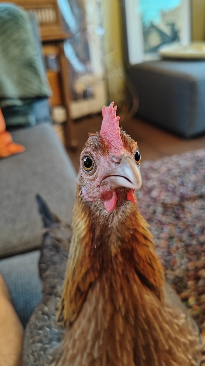 stormscosplays's tweet photo. Boba Eyes Bird https://t.co/Hc0b3EVzZL