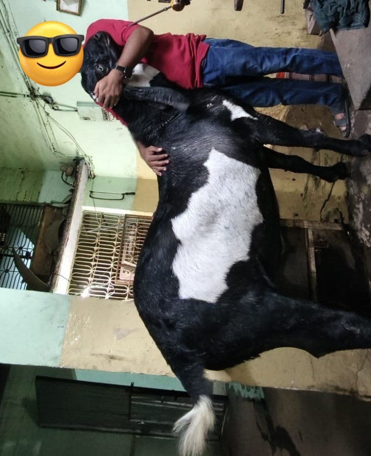 softspoken04's tweet photo. Hamara pala hua bakra is 177 kg Alhamdulillah. https://t.co/G8XGaYt5Ih