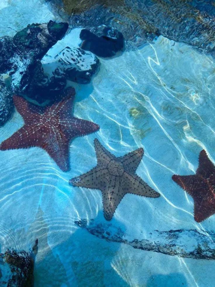 bloomele_'s tweet photo. your first @ will go to an aquarium date with you https://t.co/83Cis8MtcH