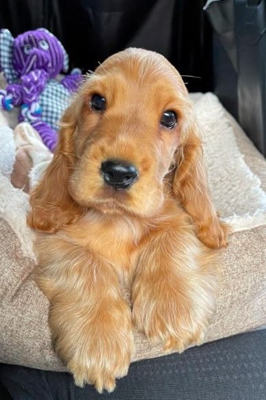 Popularpuppies © tweet media