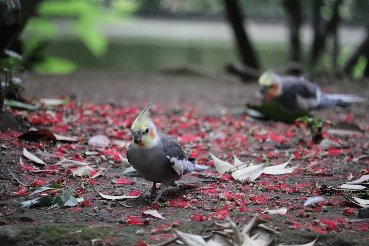 【公式】キャンベルタウン野鳥の森 tweet media