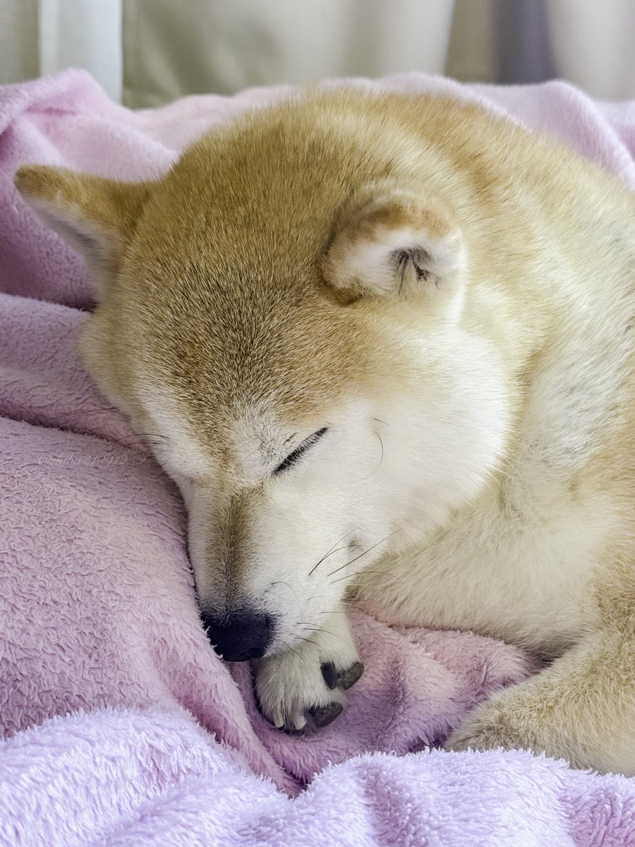 柴犬もも (@shiba210912) / Posts / X