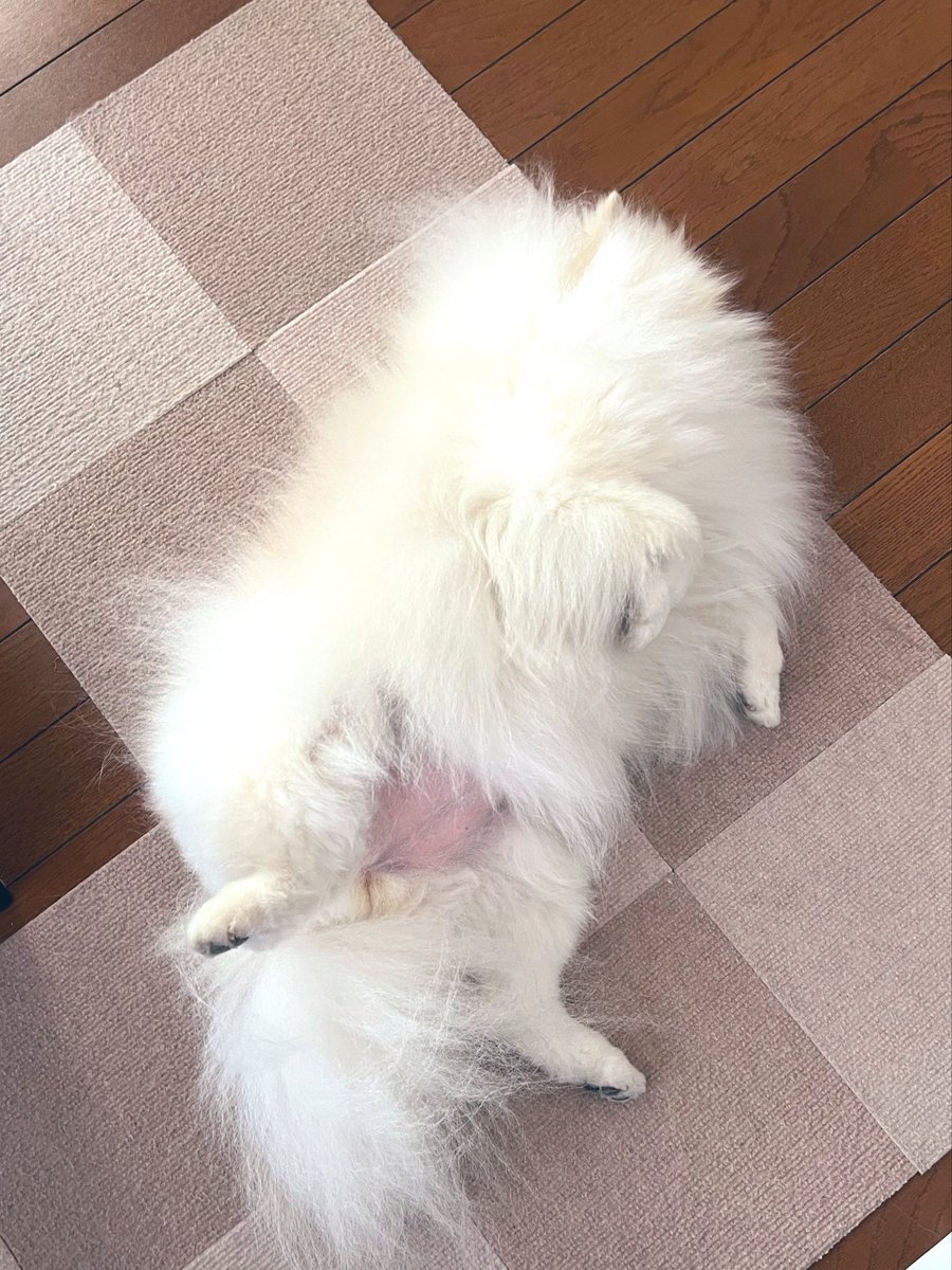snowjun33's tweet photo. ごろ~ん 💤 https://t.co/bFmj5QbY13