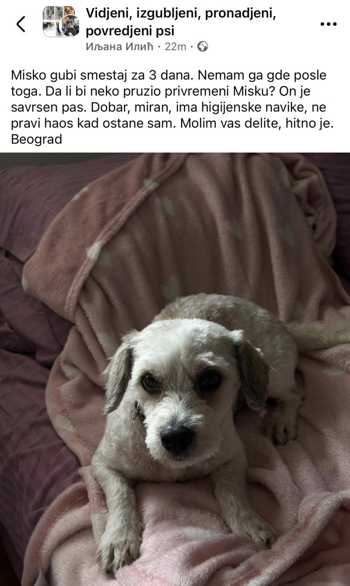 IzVesna tweet media