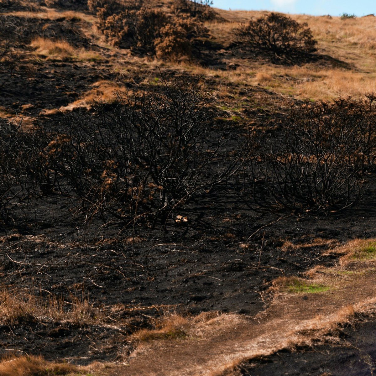 TyndallCentre's tweet photo. New research on Scotland's Dava Moor Fire - described as the UK's first "megafire" - shows how unusually dry conditions contributed to an intense, fast-spreading wildfire. 

Read why dry periods may be increasing extreme wildfire risk in the UK: https://t.co/DUtBbkHAaK https://t.co/VNQ3J5zexO