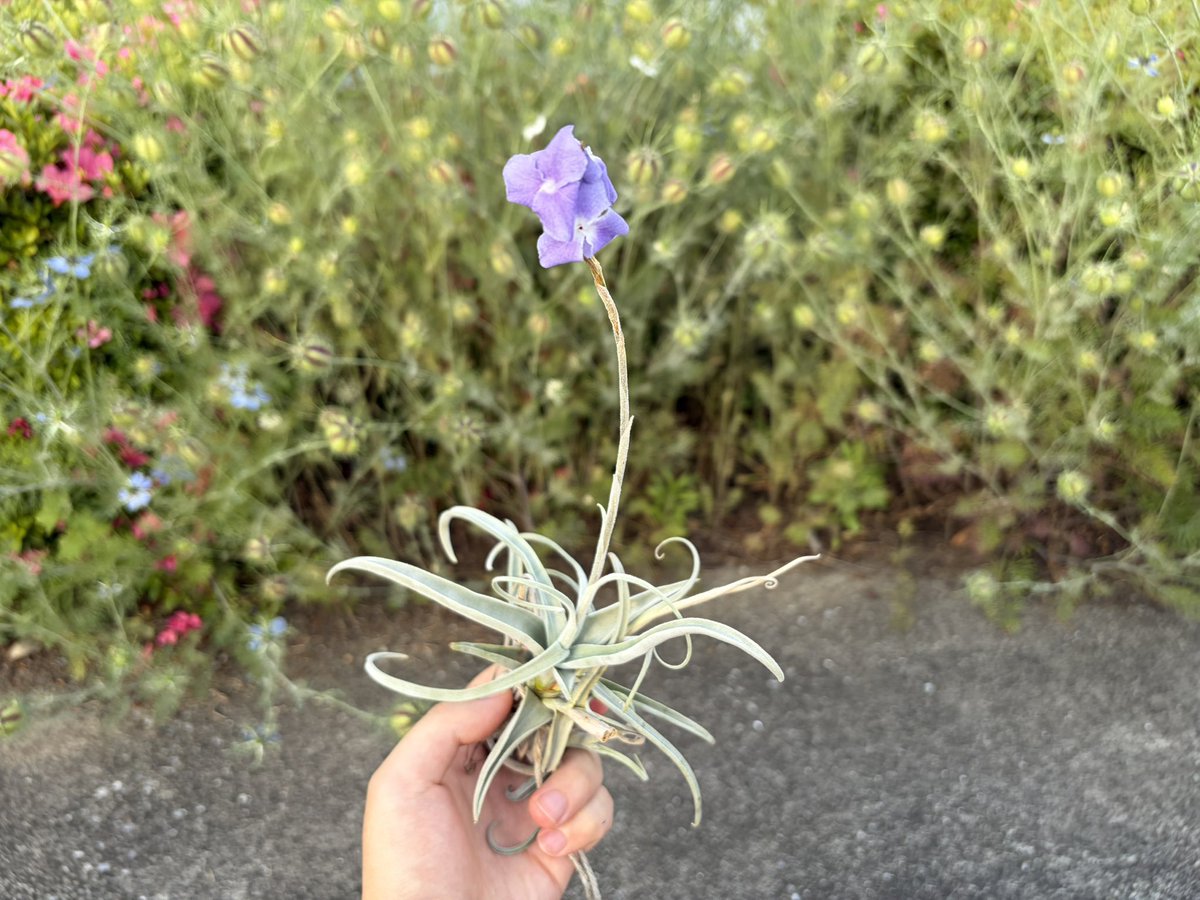 73KRayZu's tweet photo. 去年辺りに花芽をへし折ってしまい開花が1年お預けとなった古株のストレプトカルパが開花しました❣️🪻🍇✨🍯 やっぱりこの紫花と濃厚な葡萄ジャスミンの香りが最高 ☺️ 2026/5/26

#ストレプトカルパ #チランジア #エアプランツ #花 #開花 #紫の花 #紫 #銀葉種 #streptocarpa #tillandsia #airplants https://t.co/cJOXbbvCkx