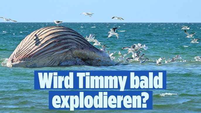 Vorstre's tweet photo. selber Vibe ? 

#Relegation #VFLWolfsburg #Timmy https://t.co/5P0Kg3LzNR