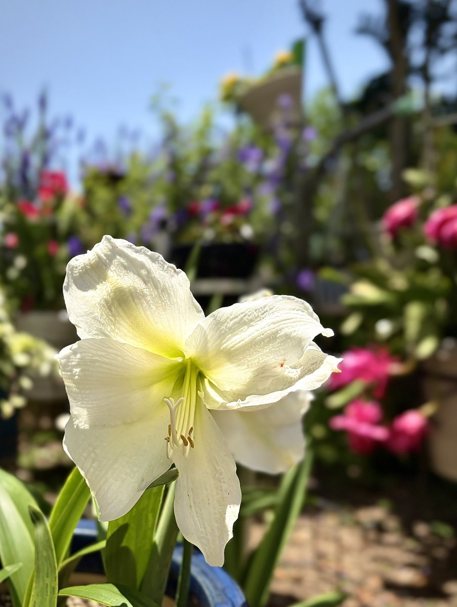 お疲れさまです♪♪ ユリの花と思っていたら #アマリリス でした