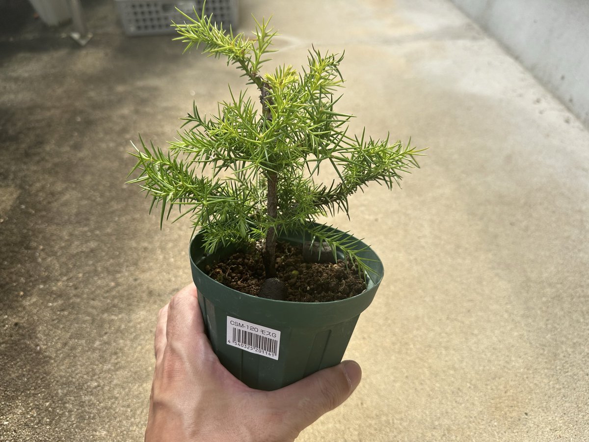 FireGenuine's tweet photo. お杉です🌲

少し葉透かしました✂️
#盆栽 #�� https://t.co/9jRASa4RC2