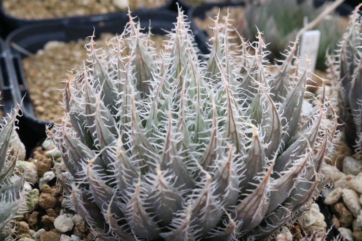 coccolith441's tweet photo. #haworthia #ハオルチア #succulents #多肉植物 #園芸 https://t.co/NlBTn1qnT7