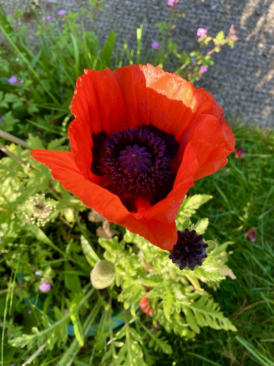 madeleinemaste4's tweet photo. The first poppy
has shed its wondrous
petals so this
the second remains
#outfront #Tuesday
Make the most of it ๐งค https://t.co/bwfABOuwR3