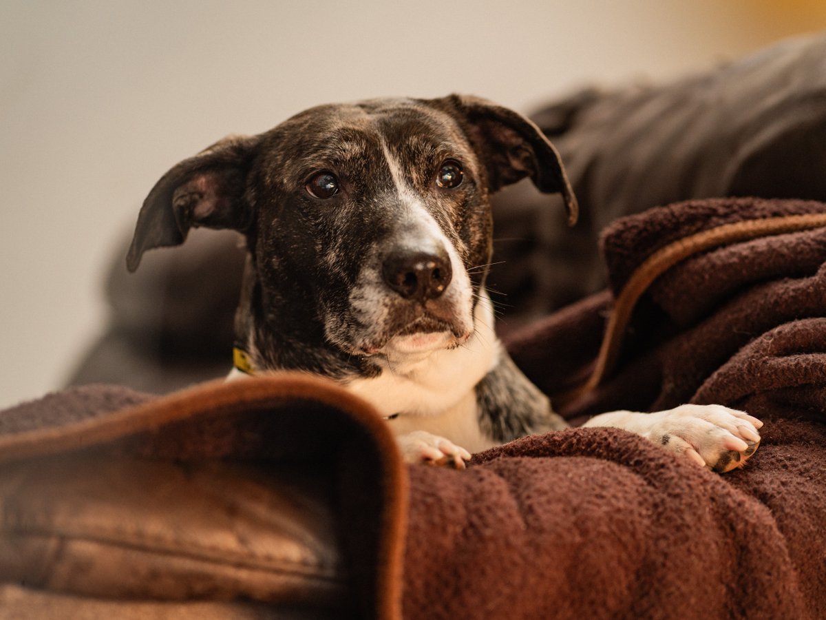 Dogs Trust 💛🐶 tweet media