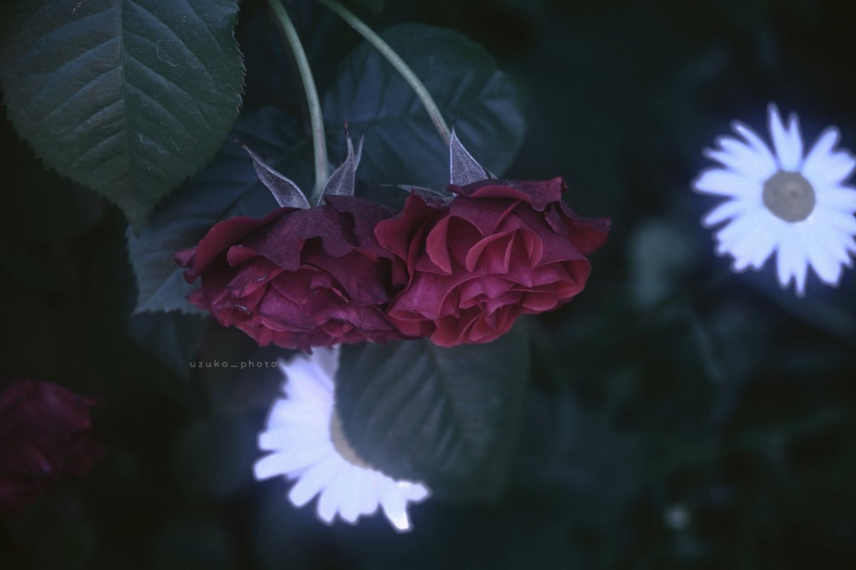 うずこ/𝚄𝚣𝚞𝚔𝚘 tweet media