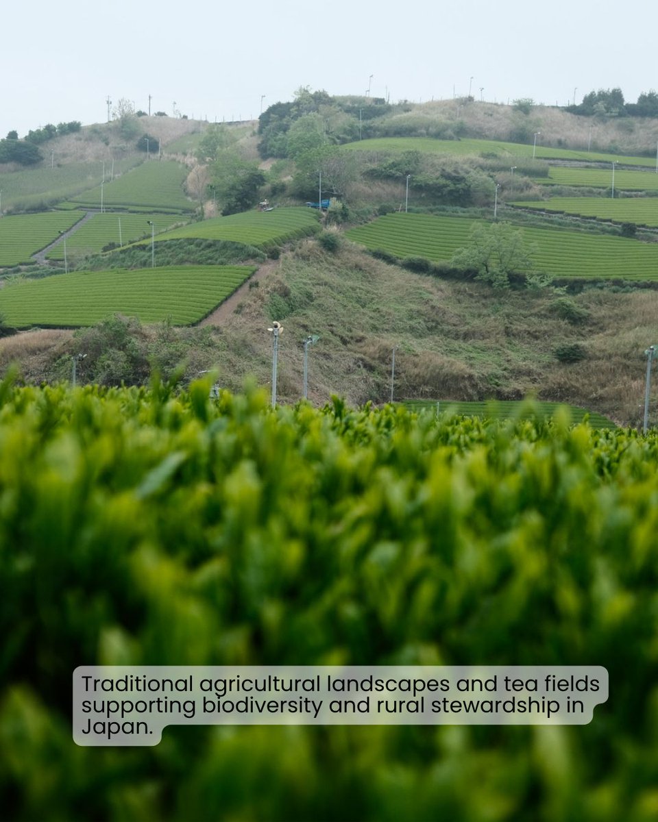 IPSI_Satoyama's tweet photo. 🌏 Through COMDEKS, @GEF_SGP is supporting locally led conservation in countries including Japan, Kyrgyzstan &amp; Peru through ecosystem restoration, biodiversity conservation, and sustainable landscape management rooted in harmony with nature. 🌱

📷 UNDP GEF SGP
#BiodiversityDay https://t.co/7yxJCUCv0F