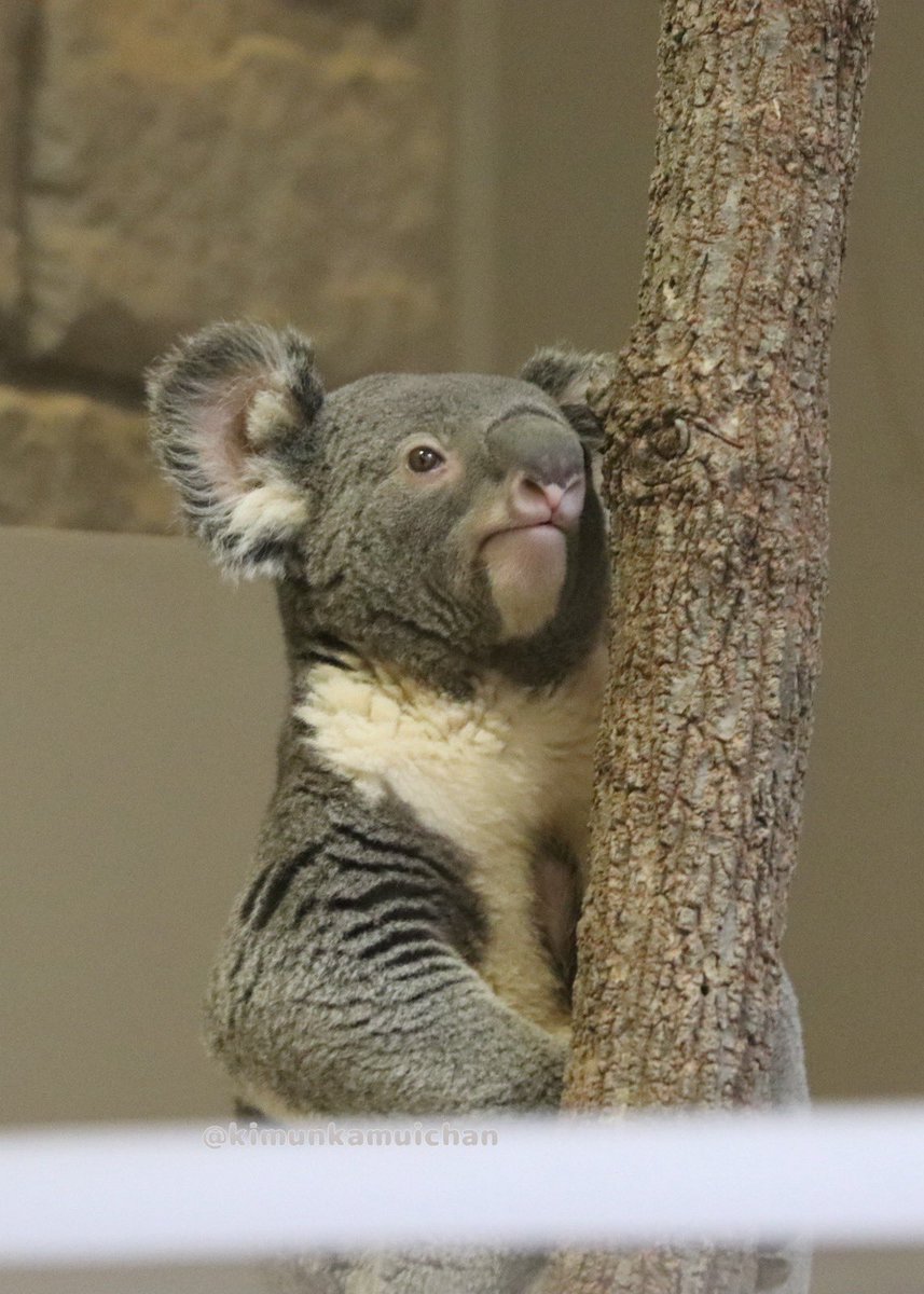 のびもなか、まるまりもなか🐨 2026.04 #もなか #東山動植物園 #コアラ