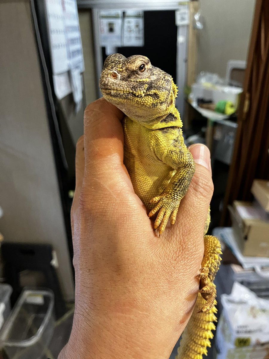 0KAHAK0's tweet photo. 【新着】ディスパートゲオアガマ
いい食べっぷりです。

今、トゲオアガマたくさんいてます。
エジプト、ゲイリー、オルナータ

お好みの子を選んでください😊

このあと14時より通常営業です！

本日もどうぞご贔屓に…🙏 https://t.co/uY9QX9FKyH