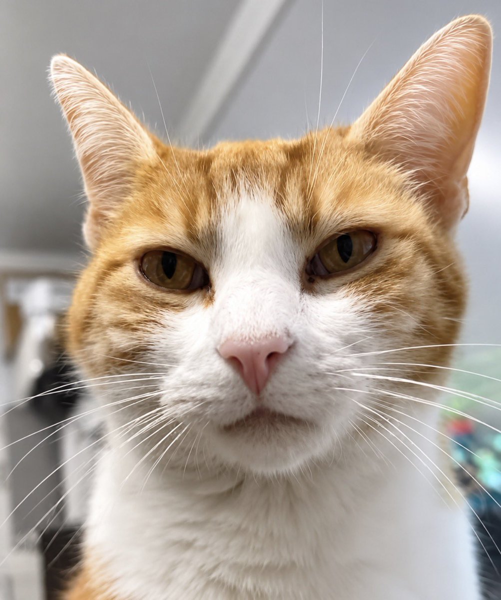 George The Stourbridge Junction Station Cat tweet media